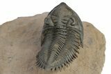 Impressive Metacanthina Trilobite - Lghaft, Morocco #248770-5